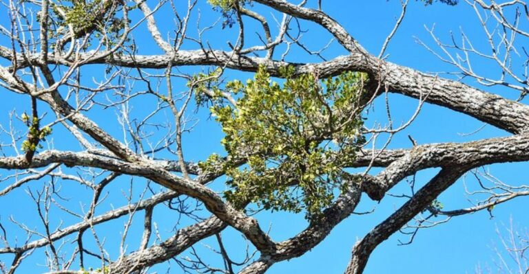 Georgia Homeowners Should Deal With Mistletoe In Big Yard Trees This Way