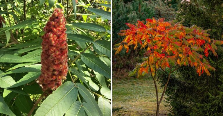 These Fuzzy Red Cones On Pennsylvania Roadsides Deserve A Closer Look