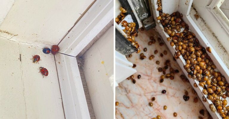 Why Ladybugs Are Swarming Michigan Homes During This Warm October Stretch