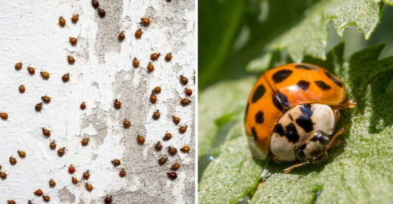 Orange Beetle Swarms Are Gathering On Sunny Alabama Walls Looking For A Winter Home