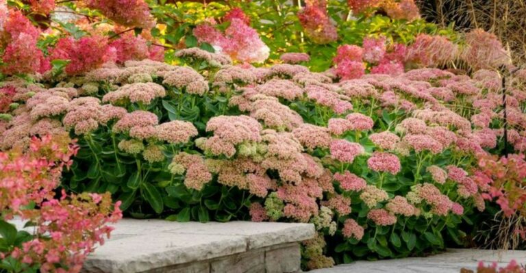 Why Sedum Autumn Joy Belongs In Every North Carolina Fall Garden