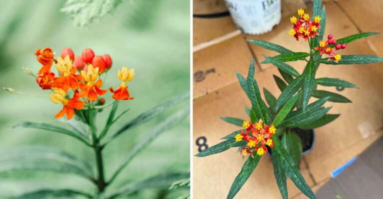 A Popular Alabama Butterfly Plant May Be Making Monarchs Sick This Fall