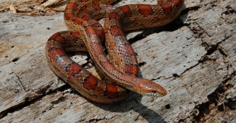 The Florida Garden Snake That May Be Hunting The Rodents Eating Your Plants