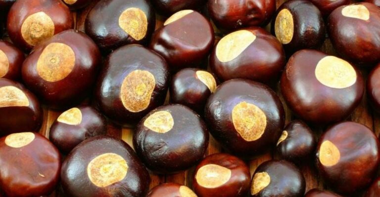 The California Buckeye Is Dropping Its Spiny Fruit Again This October