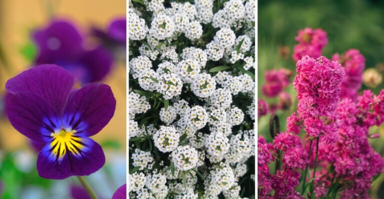 Which Pansy Companions Last Longest In A Texas Winter Bed