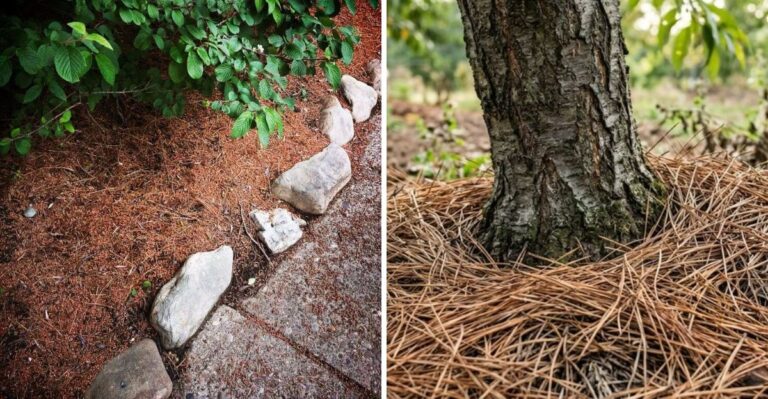 Why You Should Use Pine Needles In Your New York Garden Instead Of Raking Them Away