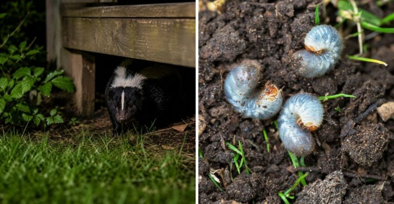 Why Skunks Are Suddenly Digging Up Michigan Lawns Right Now