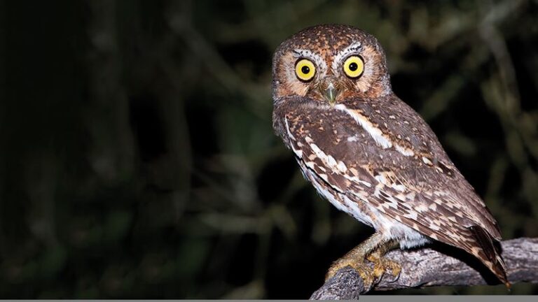 Arizona’s Elf Owl Eats Scorpions, but Could It Nest Near Your Home?