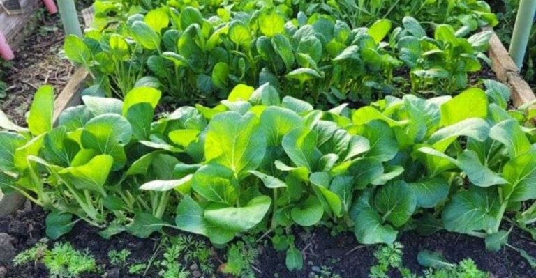 The Vegetables You Can Still Start In October In North Carolina
