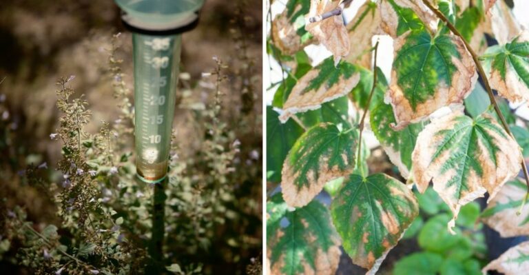 Did Isaias Finally End The Drought In Your North Carolina Yard? Check These Signs