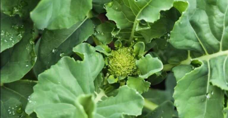 Why Fall Broccoli Sometimes Forms Tiny Button Heads In North Carolina