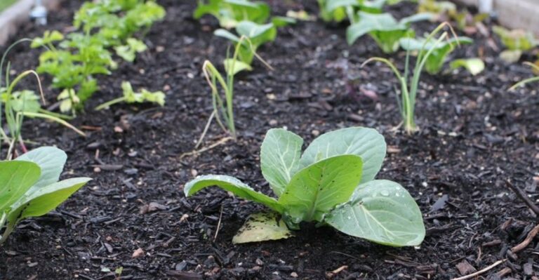 What Slow Fall Growth In Your North Carolina Garden Says About Your Soil pH