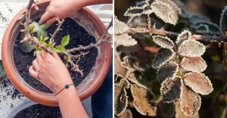 Frost Is Coming To Ohio This Weekend – Bring These Plants Inside First