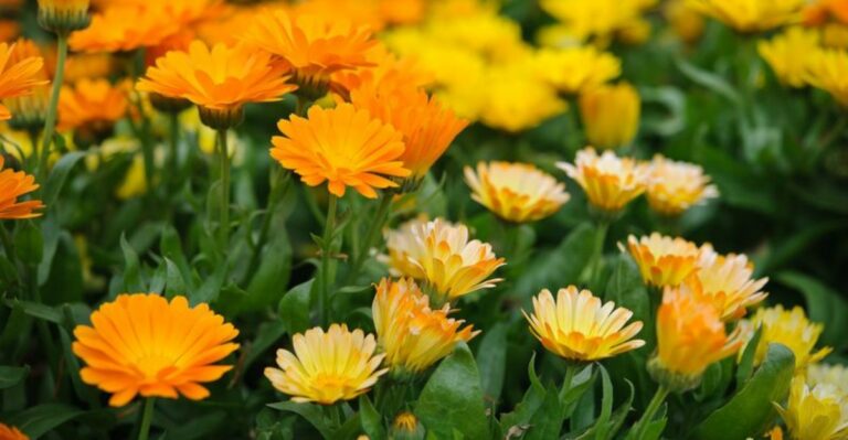 Can You Plant Calendula In Fall In North Carolina? Your Region Makes The Difference
