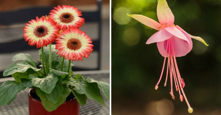 Cold Front Coming: What Every Texas Gardener Should Bring Indoors Tonight
