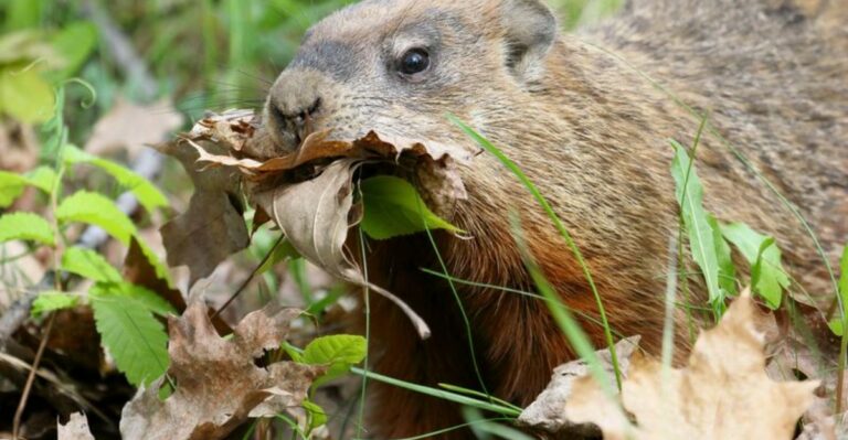 Why Groundhogs Become Very Interested In Your Ohio Garden Before Winter