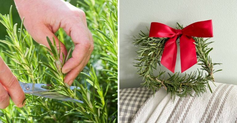 Surprising Ways Georgia Gardeners Can Use Rosemary Beyond Cooking
