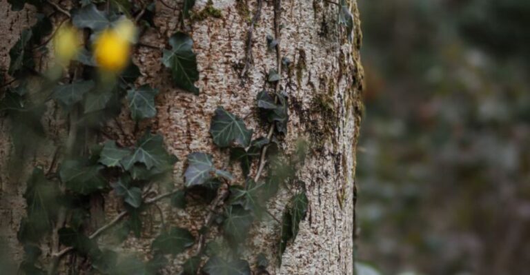 The Simple Two Step Method For Freeing North Carolina Trees From English Ivy