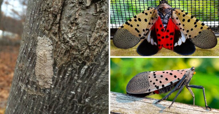 Spotted Lanternflies Are Settled In Around Buffalo. Western New Yorkers Should Check For Egg Masses Now