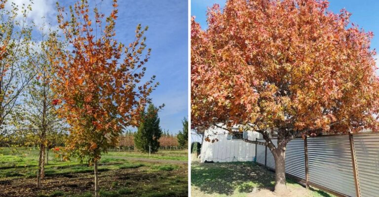The Fall-Color Tree North Texans Are Planting Before The First Freeze