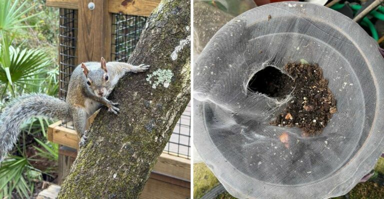Why Fall Planting Can Suddenly Turn Florida Flower Pots Into Squirrel Digging Sites