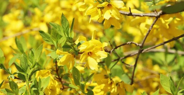 This Fall Pruning Rule Keeps Georgia Forsythia Blooming Next Year
