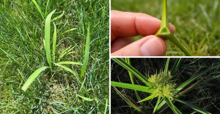 The Virginia Weed That Keeps Coming Back And How To Finally Stop It