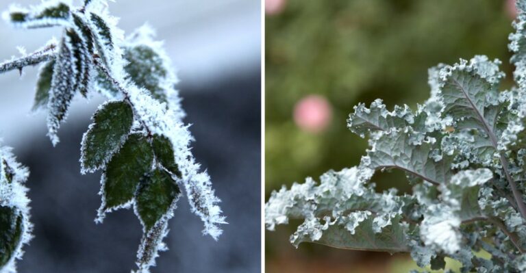 The Cold Snap Alabama Gardeners Fear Delivers The Secret Ingredient Their Greens Were Missing