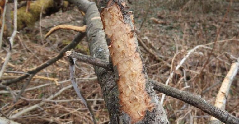 Light Patches Of Bare Wood Are Showing Up On Indiana Tree Trunks