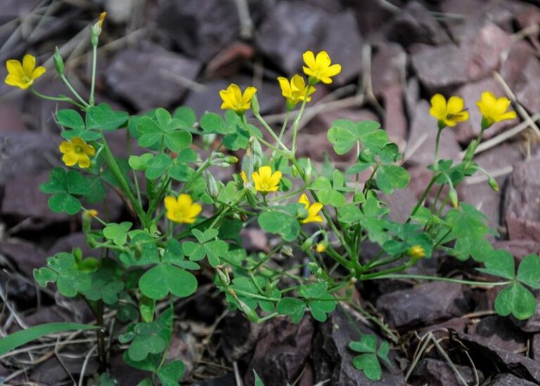 The Winter Weeds That Show Up in Arizona Yards After the First Fall Rain