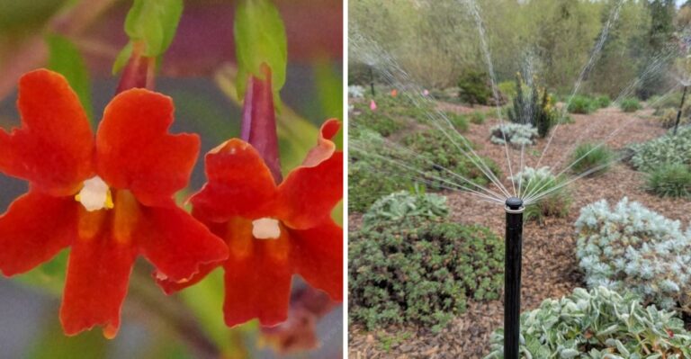 Why Fall Beats Spring For Planting Natives In California