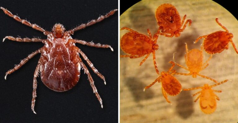 The Tick Species Spreading Across New York And It Clones Itself