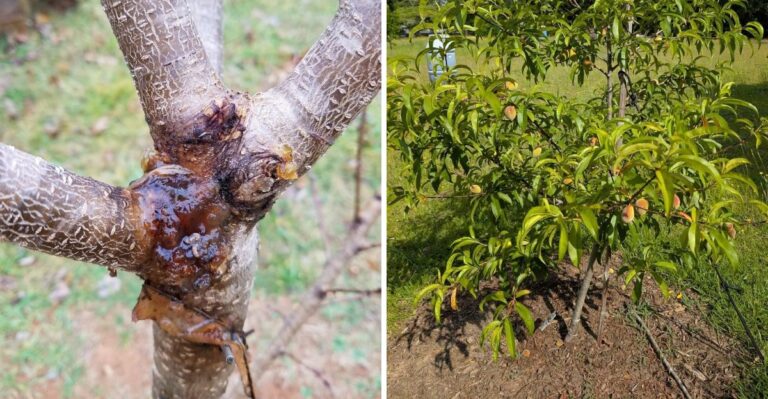 Sticky Sap Around Georgia Peach Trees This Fall Could Be A Sign Of Borers