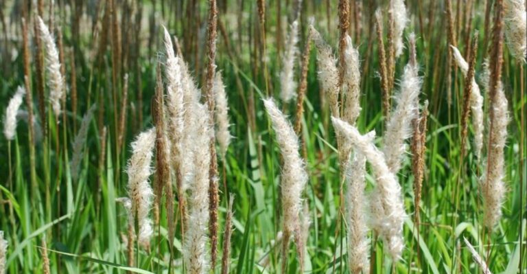 The Invasive Florida Grass Worth Tackling In Fall Before It Spreads Even Farther