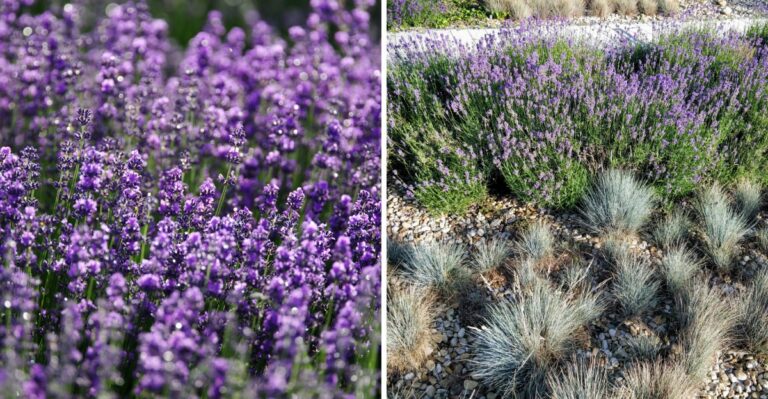 The October Lavender Task Most Texas Gardeners Forget