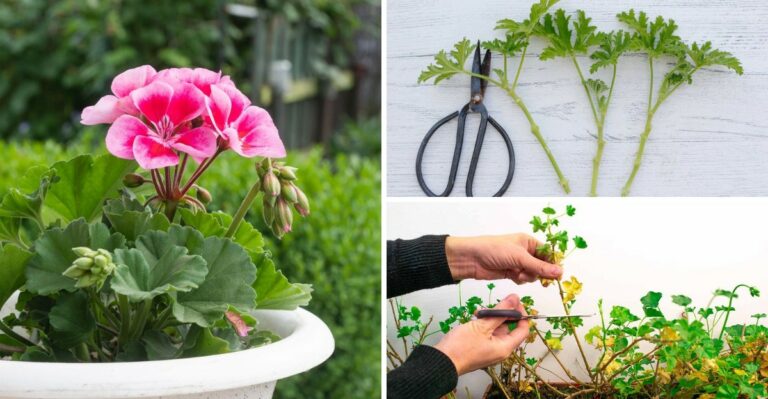 What To Do With Your Geraniums Before Winter So They Bloom Again Next Spring
