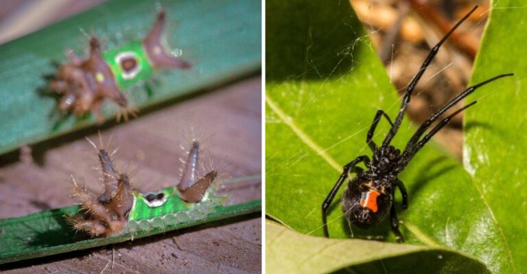 Hidden Venomous Creatures Live Right Outside Your New Jersey Door