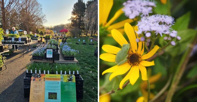 Where To Buy Florida Native Plants This Fall, Even Between Big Sales
