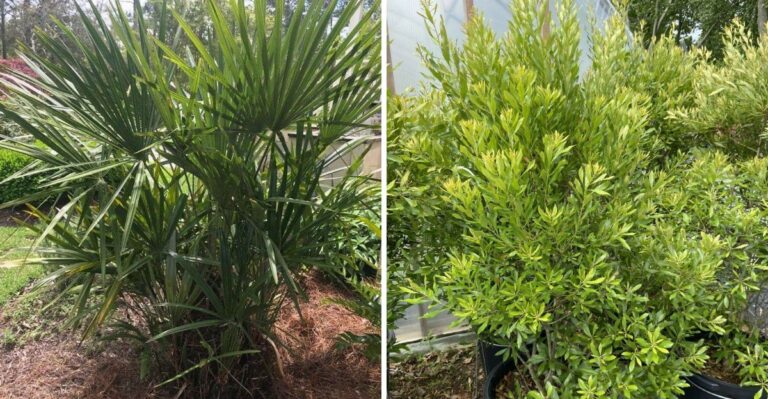 Texas Native Plants That Handle A Wet El Niño Winter