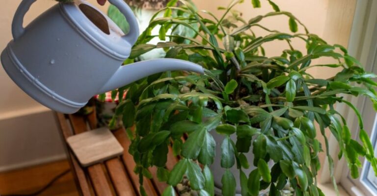 When To Feed Your Christmas Cactus For A Stunning Winter Bloom In North Carolina