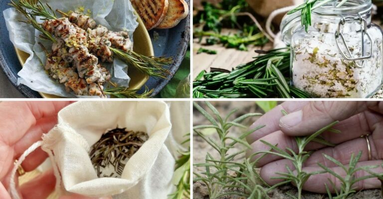 Virginia Gardeners Are Using Rosemary In Ways You’ve Never Thought Of