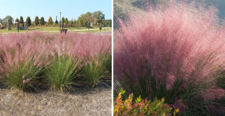 This Texas Native Grass Turns Yards Pink Every Fall