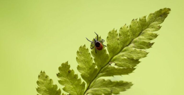 Think Ticks Disappear In Winter? Here’s When They’re Still Active In Your Virginia Yard