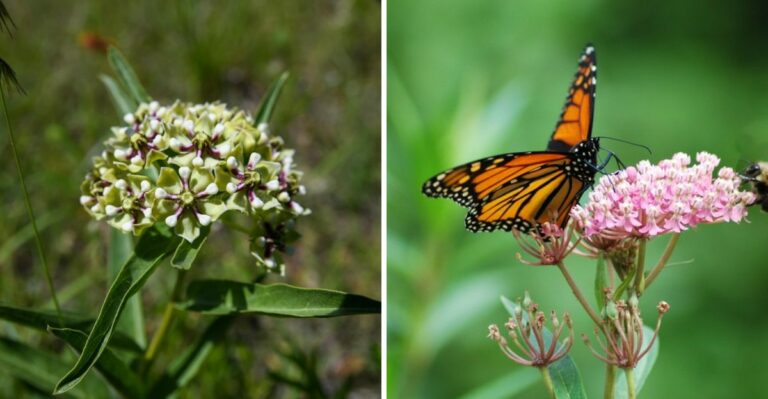 Plant This Texas Native To Help Monarch Butterflies Thrive