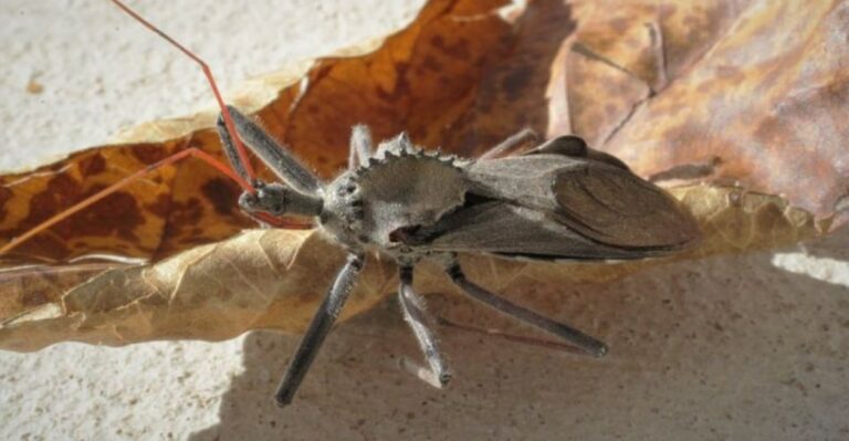 Look Twice Before Touching The Georgia Garden Bug With A Wheel On Its Back