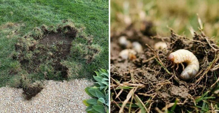 The Pennsylvania Lawn Pest That Keeps Coming Back No Matter What You Spray