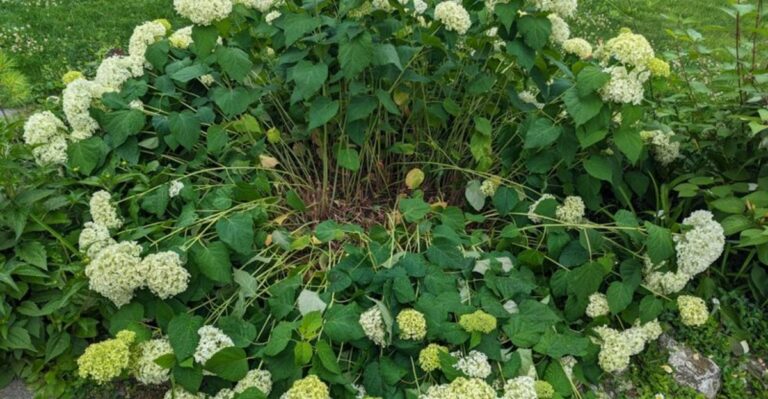 The One Thing Heavy Rain Does To North Carolina Hydrangeas And How To Fix It Immediately