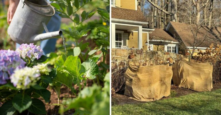 This Is What Pennsylvania Hydrangeas Need After They Have Finished Blooming