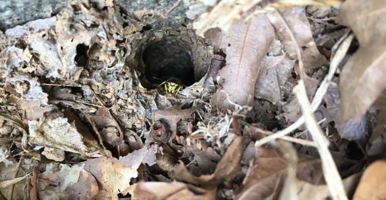 What Really Happens To Yellowjacket Nests In Michigan After The First Hard Frost