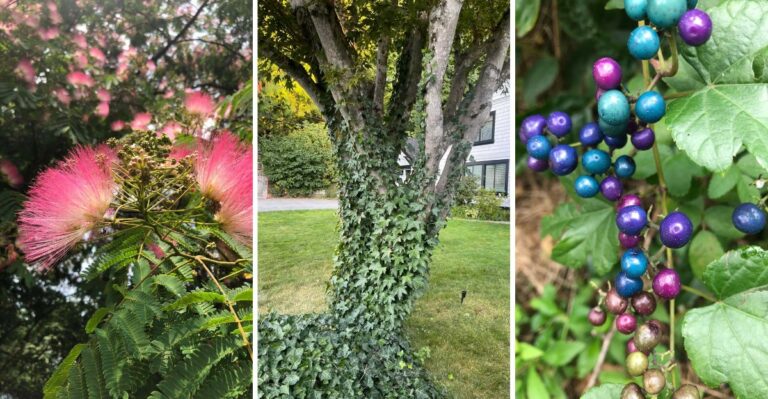 9 Popular Plants Virginia Gardeners May No Longer Be Allowed To Grow